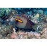 Acanthurus Olivaceus  : 10-12 cm